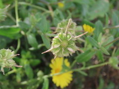 Calendula suffruticosa
