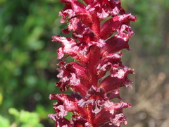 Orobanche foetida
