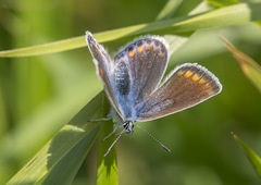 Polyommatus icarus