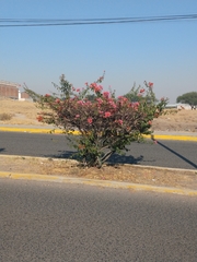 Bougainvillea