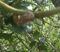 Andricus quercusfoliatus