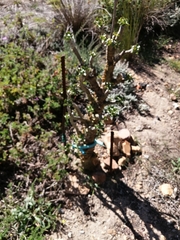 Tylecodon paniculatus