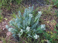 Teucrium dunense