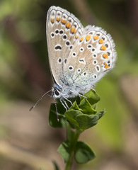 Polyommatus icarus