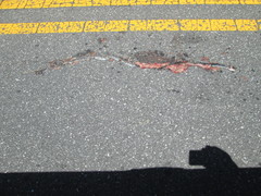 Coluber constrictor constrictor