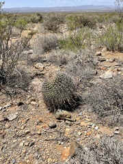 Ferocactus wislizeni