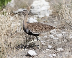 Eupodotis ruficrista