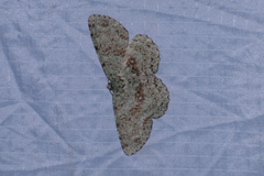 Ophthalmitis herbidaria