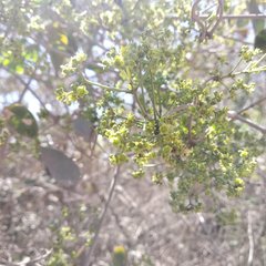 Pristimera celastroides