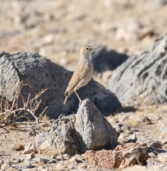 Chersomanes albofasciata