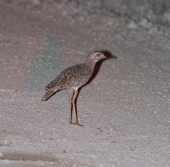 Burhinus capensis damarensis