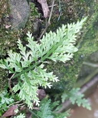 Asplenium ritoense