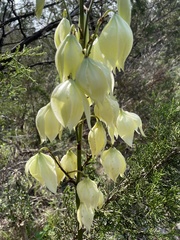 Yucca rupicola