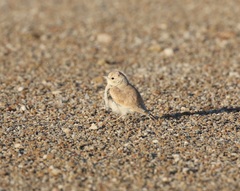 Ammomanopsis grayi