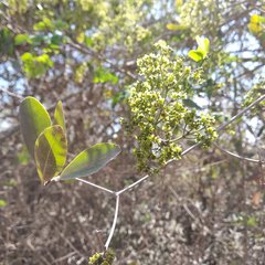 Pristimera celastroides