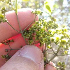 Pristimera celastroides