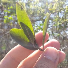 Pristimera celastroides