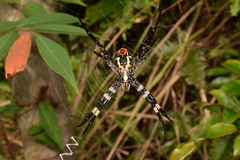 Argiope amoena