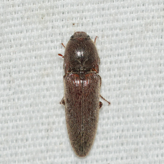 Melanotus communis