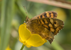 Pararge aegeria