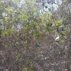 Pristimera celastroides