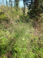 Pinus brutia pityusa