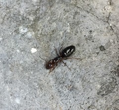 Camponotus lateralis