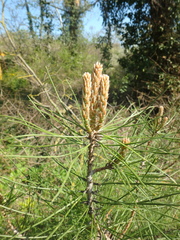 Pinus brutia pityusa