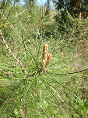 Pinus brutia pityusa
