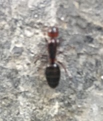 Camponotus lateralis