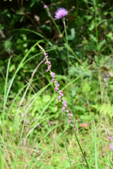 Spiranthes australis