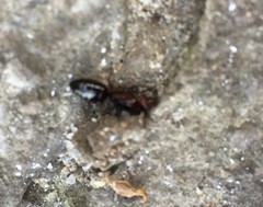 Camponotus lateralis