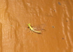 Stenacron interpunctatum heterotarsale