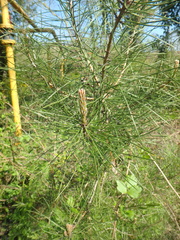 Pinus brutia pityusa