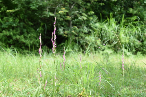Spiranthes australis, photograph 1