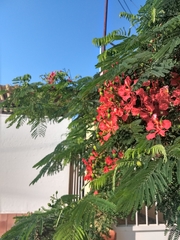 Delonix regia