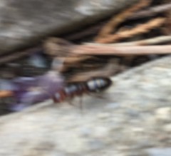 Camponotus lateralis