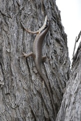 Trachylepis binotata