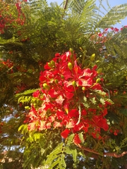 Delonix regia