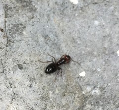Camponotus lateralis