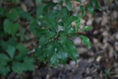 Cinnamomum camphora image