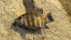 Heterotilapia buettikoferi