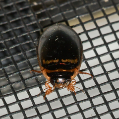 Thermonectus basillaris