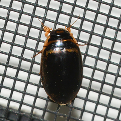 Thermonectus basillaris