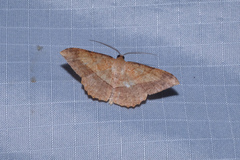 Pseudonadagara semicolor