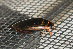 Thermonectus basillaris