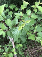 Viburnum scabrellum