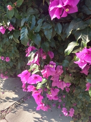 Bougainvillea