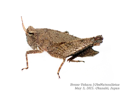 Formosatettix larvatus