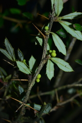 Berberis nantoensis